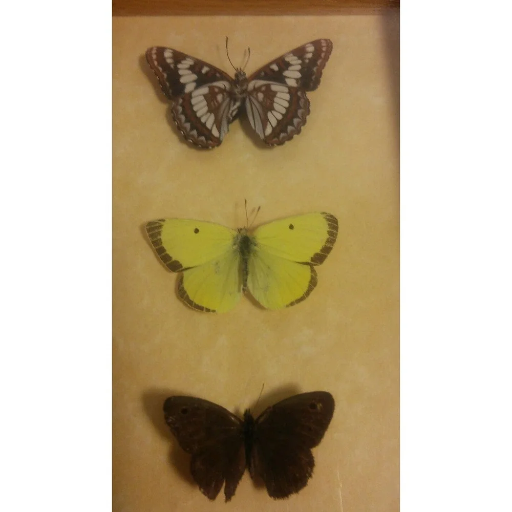 Butterfly Mounts - in 6 x 8